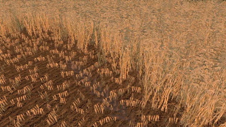 1455572923_wheat-barley-texture-768x432