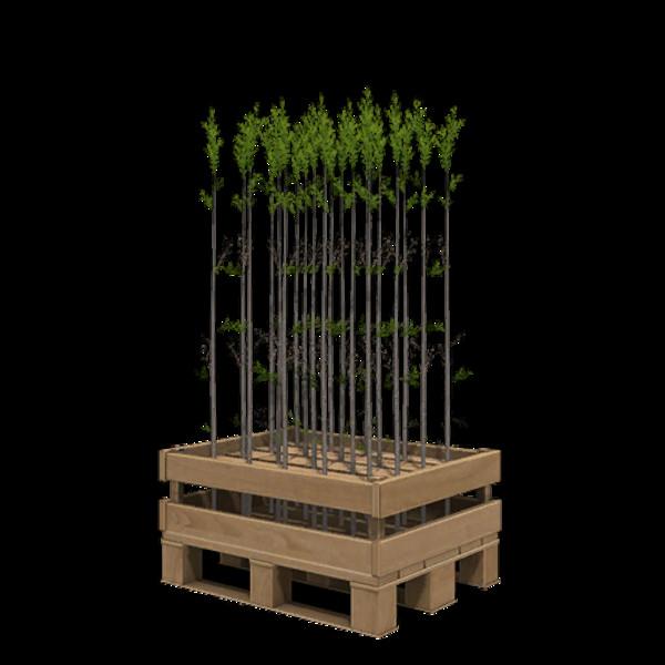 more-saplings-v1-0_1