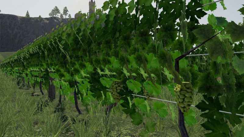 vineyard-v1-0-0-0_4
