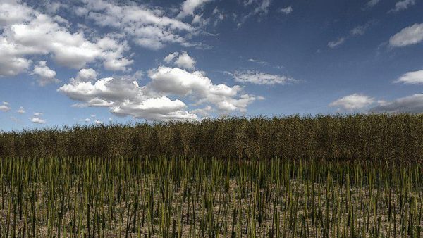 canola-texture-v1-0-0-0_1